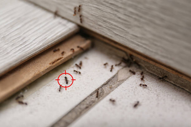 Best Pest Removal Services  in Leisure Village West, NJ