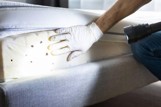 Best Flea Control Services  in Leisure Village West, NJ